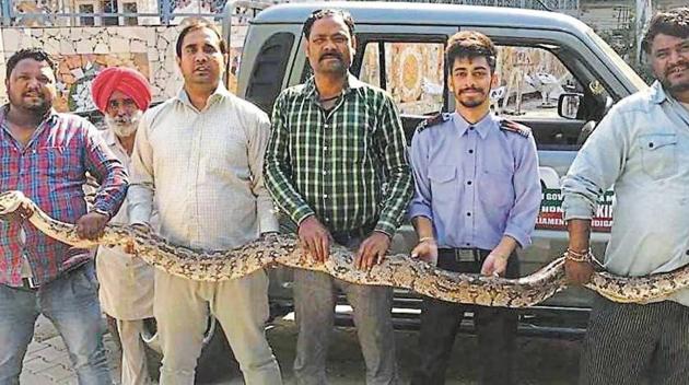 A Rock python rescued from a Rock Garden workshop on October 24.(HT Photo)