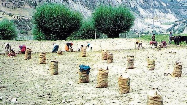 The Centre had issued a notification prohibiting the movement of seed potatoes from Uttarakhand, Himachal Pradesh, Jammu and Kashmir and Tamil Nadu to other states on October 12. (HT Photo) The Centre had issued a notification prohibiting the movement of seed potatoes from Uttarakhand, Himachal Pradesh, Jammu and Kashmir and Tamil Nadu to other states on October 12. (HT Photo)