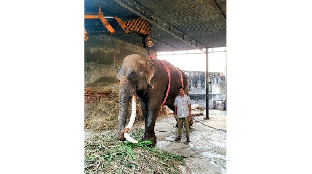 Elephant Raj Mangal was brought to the zoo in 1997.(HT Photo) Elephant Raj Mangal was brought to the zoo in 1997.(HT Photo)