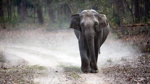 The elephant hit the vehicle repeatedly with its trunk, upturning it and damaging some of its parts.(Representational Image)