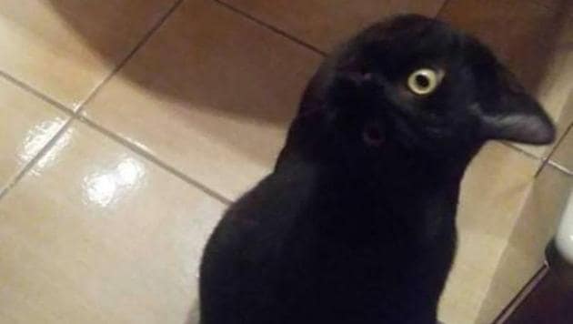 What do you see - a crow or a cat?(Twitter/Robert Maguire) What do you see - a crow or a cat?(Twitter/Robert Maguire)