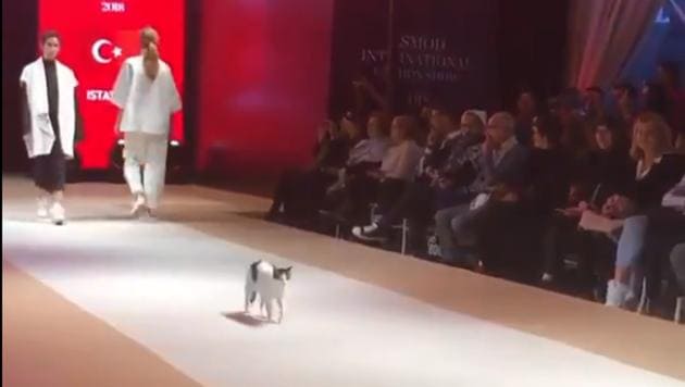 The cat ‘headlined’ a recent fashion show in Turkey(@BodegaCats on Twitter)