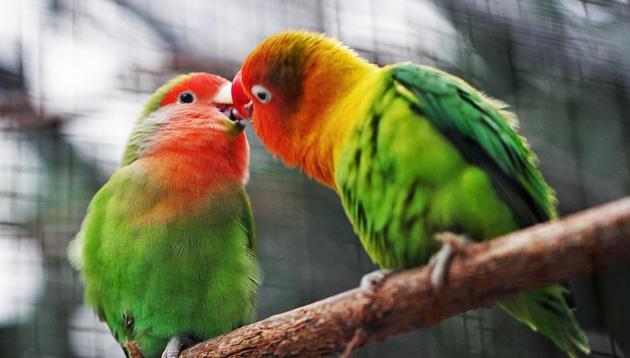 With regard to kissing and hugging, the assumption is that people have a dominant hand which they use to initiate the motion.(Unsplash.com) With regard to kissing and hugging, the assumption is that people have a dominant hand which they use to initiate the motion.(Unsplash.com)