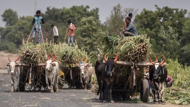 Farmers transport sugar cane to a factory in Jalna. Families comprising only the elderly and children (as most youth have migrated in search of jobs) suffer the most in the scramble for water, said Harishchandra Dusi, a cotton farmer from Boltan village. “We can survive on subsidised rations provided through public distribution service, but the struggle for water is only going to get harder,’’ he said. (Kunal Patil / HT Photo) 