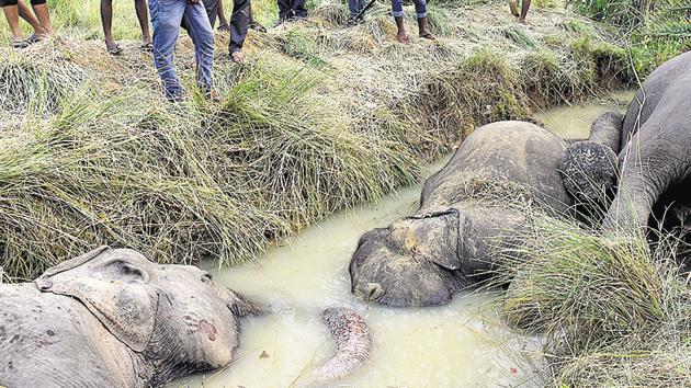 Seven elephants died of electrocution in Dhenkanal district, Odisha, October. 27, 2018. The World Wildlife Fund (WWF) Living Planet Report 2018, a science-based assessment of the health of the planet, says that global wildlife populations have fallen by 60% in just over four decades, thanks to accelerating pollution, deforestation, climate change, and other man-made factors(Arabinda Mahapatra)