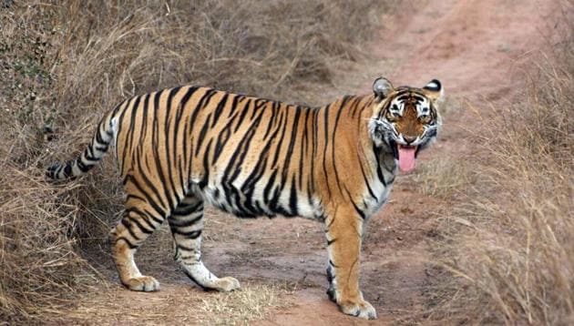 Tigress ST-5 was last seen in Sariska Tiger Reserve in February this year and later authorities declared her missing after failing to find any trace of her.(HT File Photo)