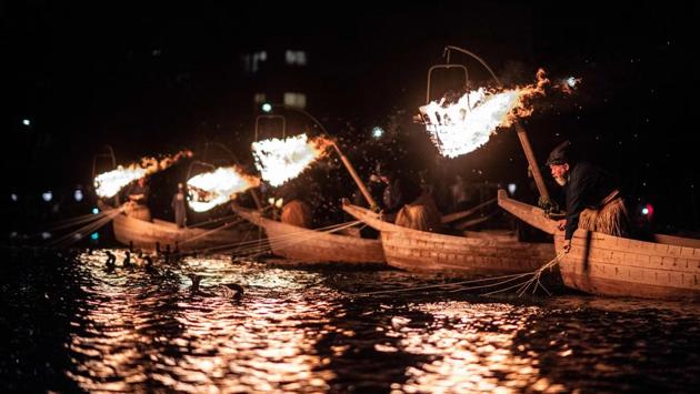 The job requires a tolerance for unusual hours -- fishing takes place after sundown, flaming torches are hung on the boats to attract the small trout known as “ayu”, and a draw determines the order the boats will move out in. And while the fishing season only runs from May until October, each fisherman’s cormorants require daily care all year round. (Martin Bureau / AFP) The job requires a tolerance for unusual hours -- fishing takes place after sundown, flaming torches are hung on the boats to attract the small trout known as “ayu”, and a draw determines the order the boats will move out in. And while the fishing season only runs from May until October, each fisherman’s cormorants require daily care all year round. (Martin Bureau / AFP)