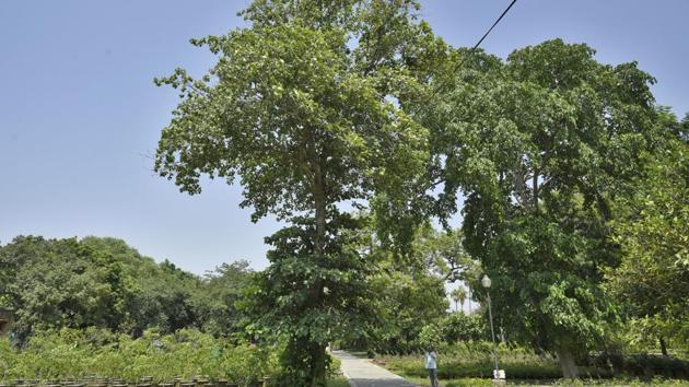 Native to the sub-Himalayan tract, the large Haldu tree, also known as Kadami, is seen here inside Sunder Nursery. (Burhaan Kinu / HT Photo) Native to the sub-Himalayan tract, the large Haldu tree, also known as Kadami, is seen here inside Sunder Nursery. (Burhaan Kinu / HT Photo)