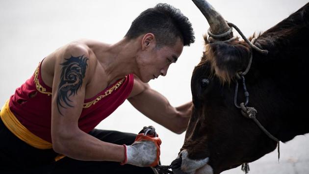 Bull wrestler Huang Feilong faces a bull after a show. Han’s ultimate hope is for the sport to break into the Olympics. “Bull wrestling reflects a person’s wisdom and technique, and of course promotes strength and tests courage. It would be great if it could be an Olympic sport,” he said. (Johannes Eisele / AFP) 