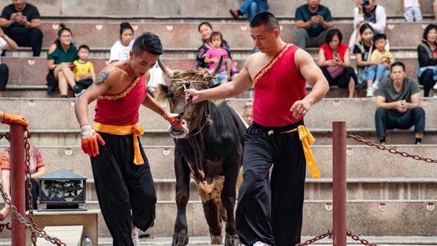 The docile creatures are led to the centre of a faux Roman amphitheatre where performances are put on for Chinese tourists. A muscular martial artist riles up the animal by pushing its head from side to side before handing it over to the challenger. “We use our deep knowledge of Wushu and its techniques to throw the bull down without hurting it,” said Han. (Johannes Eisele / AFP) 