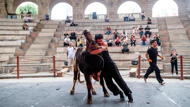 Years of training become clear as the young men grapple with the bulls by their horns, muscles popping as they strain against the powerful bovines’ necks, deftly avoiding being stomped in a kind of drunken dance. The bulls appear at times disinterested, perplexed, or annoyed as they tumble over clumsily, shrug off their attackers or dash for the nearest exit. (Johannes Eisele / AFP) 
