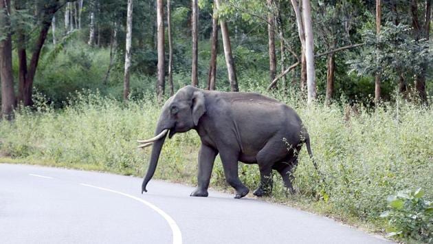 The Uttarakhand forest department has now decided not to allow the vehicles, especially trucks laden with food items, stop on the road stretch in Ramnagar area near the Corbett Tiger Reserve. (HT File / Representational Image) The Uttarakhand forest department has now decided not to allow the vehicles, especially trucks laden with food items, stop on the road stretch in Ramnagar area near the Corbett Tiger Reserve. (HT File / Representational Image)