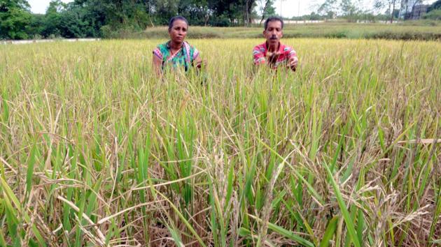 A farmer couple showing the damaged paddy crop due to insufficient rain in Ranchi, Jharkhand.(HT Photo)
