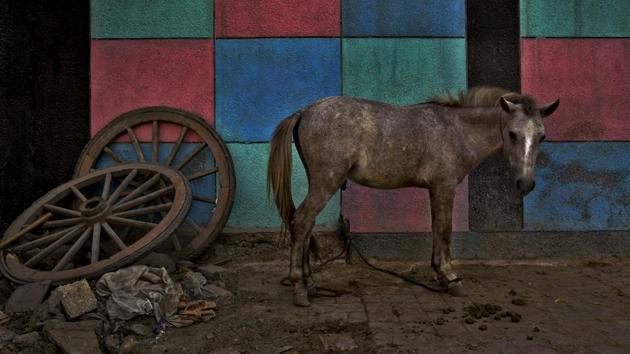 A mule stands next to colour patterns painted on a school wall as the wheels of an old cart lie nearby in New Delhi on October 28, 2018. (R S Iyer / AP) A mule stands next to colour patterns painted on a school wall as the wheels of an old cart lie nearby in New Delhi on October 28, 2018. (R S Iyer / AP)