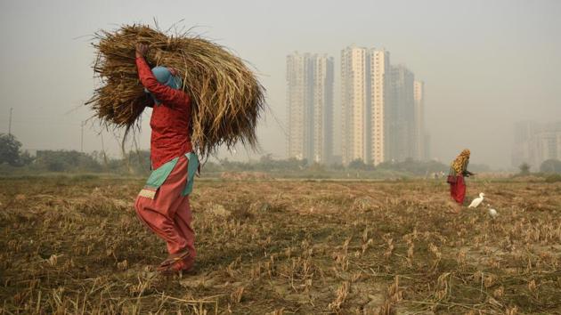 An under-construction high-rise residential building is seen in the background as farm workers harvest paddy crop in Greater Noida, Uttar Pradesh on October 29, 2018. (R S Iyer / AP) An under-construction high-rise residential building is seen in the background as farm workers harvest paddy crop in Greater Noida, Uttar Pradesh on October 29, 2018. (R S Iyer / AP)