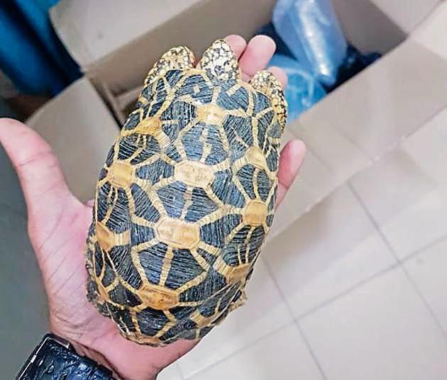 17 exotic tortoises recovered from man in Meerut(HT File Photo)