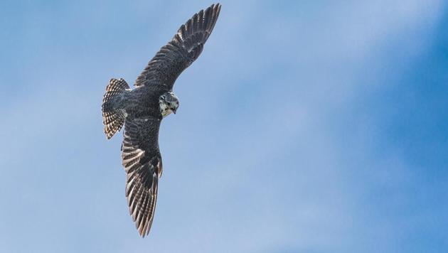 Amur falcons are likely to stay in Nagaland for about a month before taking off for their wintering grounds in southern Africa (Photo by Alan Mersom on Unsplash) Amur falcons are likely to stay in Nagaland for about a month before taking off for their wintering grounds in southern Africa (Photo by Alan Mersom on Unsplash)