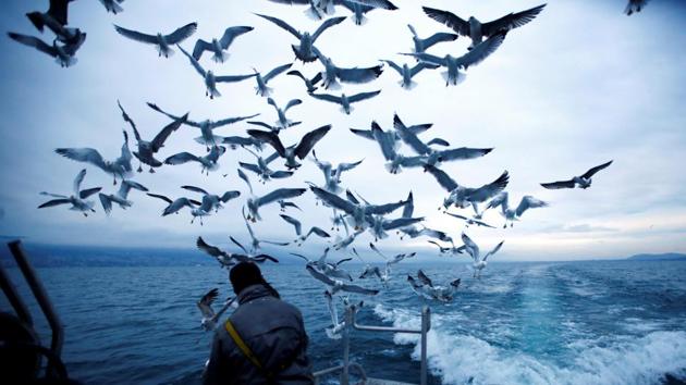 Fisherman Cyril Delley gives fish to the gulls on Lac de Neuchatel near Portalban, Switzerland. (Denis Balibouse / REUTERS)