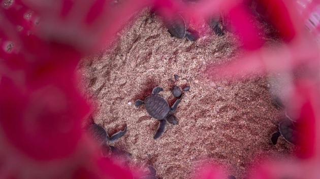 So Phone Maw and his colleagues dig up the newly laid eggs and rebury them in a protected area until they hatch 50 to 60 days later. Putting them back at the right depth is crucial. Sea turtles have temperature-dependent sex determination -- warmer temperatures produce more females while cooler temperatures result in more males. (Ye Aung Thu / AFP) So Phone Maw and his colleagues dig up the newly laid eggs and rebury them in a protected area until they hatch 50 to 60 days later. Putting them back at the right depth is crucial. Sea turtles have temperature-dependent sex determination -- warmer temperatures produce more females while cooler temperatures result in more males. (Ye Aung Thu / AFP)