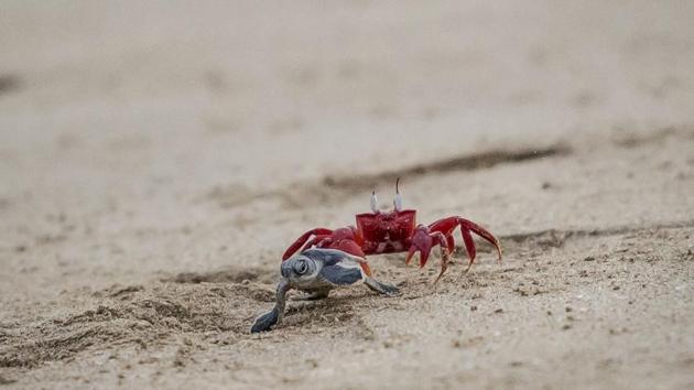 A crab chases a newborn green turtle after being released at a beach on Thameehla Island, Myanmar. Peril plagues the young life of a baby turtle in Myanmar; if the crabs don't get them before they scramble from the beach to the sea, poachers or fishing trawlers may do - while habitat destruction also decimates their numbers. (Ye Aung Thu / AFP) A crab chases a newborn green turtle after being released at a beach on Thameehla Island, Myanmar. Peril plagues the young life of a baby turtle in Myanmar; if the crabs don't get them before they scramble from the beach to the sea, poachers or fishing trawlers may do - while habitat destruction also decimates their numbers. (Ye Aung Thu / AFP)