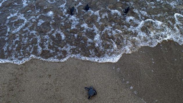 This week a WWF report warned that unbridled human consumption had destroyed much wildlife worldwide, wiping out 60% of all fish, birds, amphibians, mammals and reptiles in the last half century. Just two out of every 1,000 turtle hatchlings used to survive until adulthood, Phone May says. “Now it’s even lower because of all the pollution,” he added. (Ye Aung Thu / AFP) This week a WWF report warned that unbridled human consumption had destroyed much wildlife worldwide, wiping out 60% of all fish, birds, amphibians, mammals and reptiles in the last half century. Just two out of every 1,000 turtle hatchlings used to survive until adulthood, Phone May says. “Now it’s even lower because of all the pollution,” he added. (Ye Aung Thu / AFP)