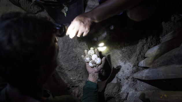 Rangers collect green turtle eggs from a nesting ground. The 56-year-old has devoted most of the last two decades to the creatures, scouring the island’s 1.5-mile (2.5-kilometre) long coastline three times a night for nesting females. (Ye Aung Thu / AFP) Rangers collect green turtle eggs from a nesting ground. The 56-year-old has devoted most of the last two decades to the creatures, scouring the island’s 1.5-mile (2.5-kilometre) long coastline three times a night for nesting females. (Ye Aung Thu / AFP)