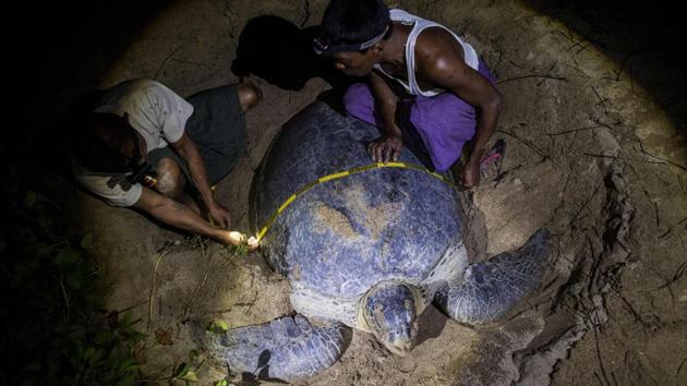 Photos Survival Is A Flippin Hard Fight For Myanmars Sea Turtles Hindustan Times 