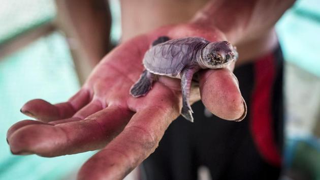 A man holds a newborn green turtle in a protected area. Illegal dynamite fishing and sand dredging are also lethal and the effect of marine pollution has been devastating. AFP watched as an army of red crabs scuttled to drag away some hatchlings while more fortunate siblings floundered to the frothy waters, the first hurdle of their existence complete. (Ye Aung Thu / AFP) A man holds a newborn green turtle in a protected area. Illegal dynamite fishing and sand dredging are also lethal and the effect of marine pollution has been devastating. AFP watched as an army of red crabs scuttled to drag away some hatchlings while more fortunate siblings floundered to the frothy waters, the first hurdle of their existence complete. (Ye Aung Thu / AFP)