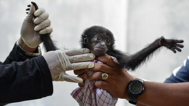 Vets check a baby siamang, or black-furred gibbon, rescued from a villager, at the local nature conservation agency’s office in Banda Aceh, Aceh province, Indonesia. (Chaideer Mohyuddin / AFP)