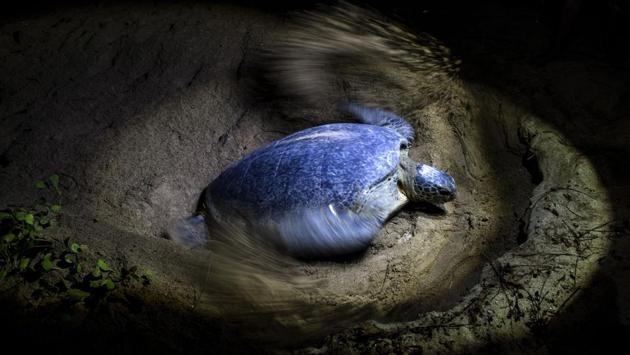 Photos Survival Is A Flippin Hard Fight For Myanmars Sea Turtles Hindustan Times 