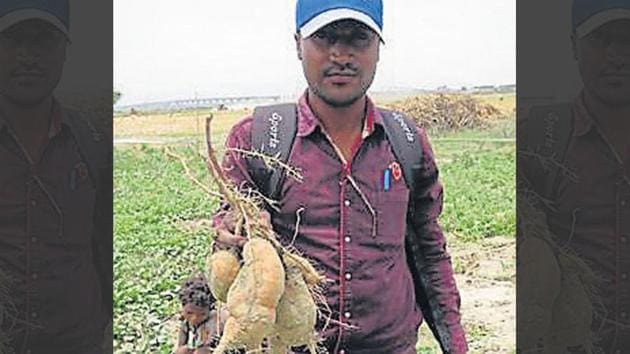 A farmer in Gorakhpur region showing his yield of golden sweet potatoes, also known as African superfood.(HT Photo)