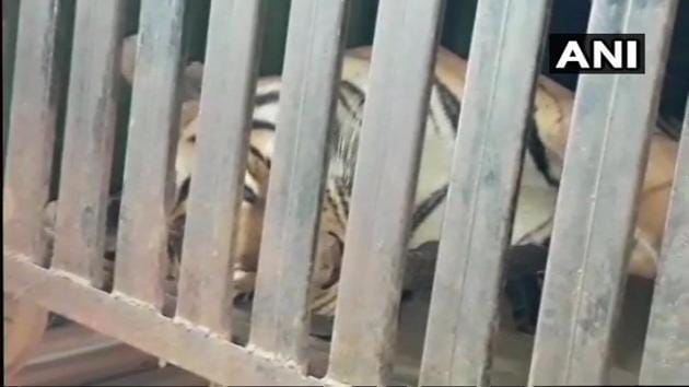 The hunt for the tigress, named Avni, began in early September.(ANI/Twitter)