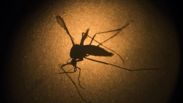 A file photo, an Aedes aegypti mosquito known to carry the Zika virus, is photographed through a microscope. Transmitted through the aedes aegypti mosquito, zika virus causes fever, skin rashes, muscle and joint pain. In pregnant women, it can lead to microcephaly, a condition in which a baby’s head is significantly smaller than expected, in newborn children. (AP/HT) A file photo, an Aedes aegypti mosquito known to carry the Zika virus, is photographed through a microscope. Transmitted through the aedes aegypti mosquito, zika virus causes fever, skin rashes, muscle and joint pain. In pregnant women, it can lead to microcephaly, a condition in which a baby’s head is significantly smaller than expected, in newborn children. (AP/HT)