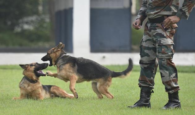 Thirty dogs are living out their retirement at the special RVC centre in Meerut, most of them German Shepherds and Labradors.(Sanchit Khanna / HT Photo)