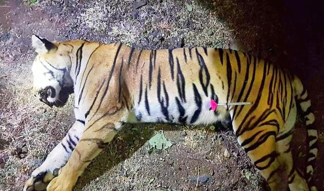 The body of the tigress T1, also known as Avni, which was shot dead in the forests of Maharashtra(AFP)