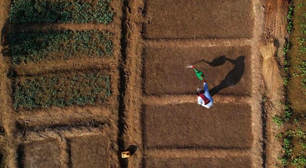 An Indian farmer watering crop of cauliflowers in his field near the banks of Yamuna River in New Delhi on October 12.(AFP Photo)