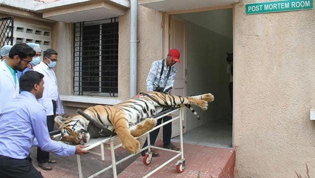 The body of man-eating tigress Avni being brought for post mortem at Gorewada Rescue Centre in Nagpur.(AFP Photo)