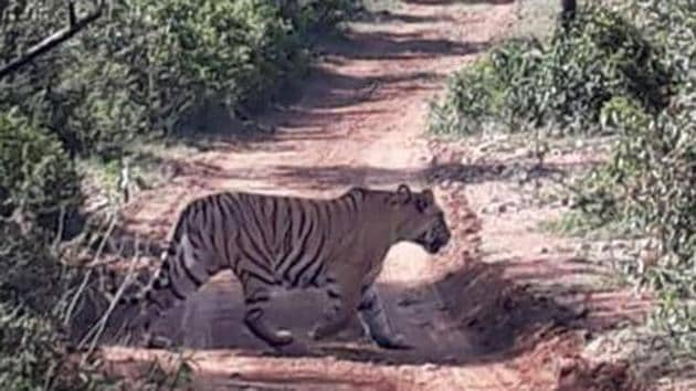 The tiger is India’s national animal and is categorised as a ‘Schedule One’ species of endangered animals under the Wildlife Protection Act.(HT File Photo/Representative image)