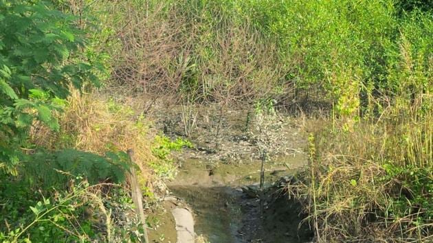 Composition of mangrove flora has adversely affected overtime that led to degradation of coastal creeks and mangroves.(HT Photo)