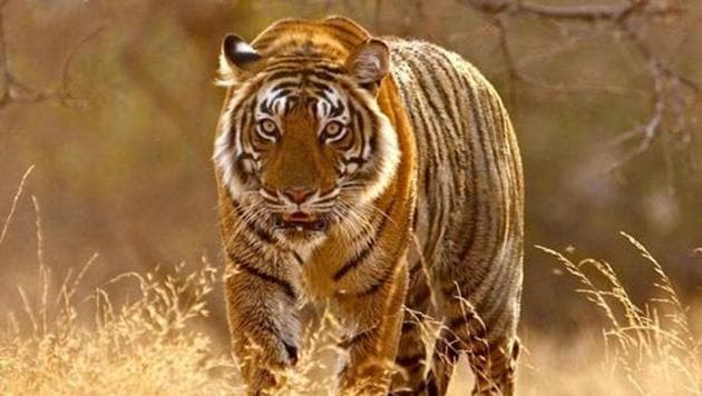 About two months ago, the Odisha forest department had confirmed the presence of a Royal Bengal tiger in Debrigarh with the help of camera traps installed at different locations.(Picture for representation)