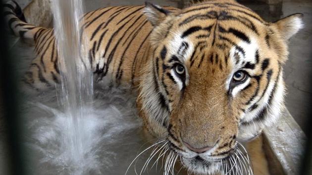 Villagers crushed a tigress to death with a tractor in the Dudhwa Tiger Reserve on Sunday, hours after they said the animal mauled a 50-year-old man in Uttar Pradesh’s Pilibhit district, according to officials. The incident, in the Kishanpur sanctuary of the Dudhwa Tiger Reserve, came two days after hunters shot dead a tigress suspected of killing 13 people in Maharashtra. (Ajit Solanki / AP File) Villagers crushed a tigress to death with a tractor in the Dudhwa Tiger Reserve on Sunday, hours after they said the animal mauled a 50-year-old man in Uttar Pradesh’s Pilibhit district, according to officials. The incident, in the Kishanpur sanctuary of the Dudhwa Tiger Reserve, came two days after hunters shot dead a tigress suspected of killing 13 people in Maharashtra. (Ajit Solanki / AP File)