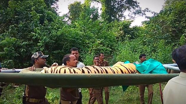 Officials shift tigress Sundari from Satkosia Tiger Reserve to Nandankanan Zoological Park. (HT Photo) Officials shift tigress Sundari from Satkosia Tiger Reserve to Nandankanan Zoological Park. (HT Photo)