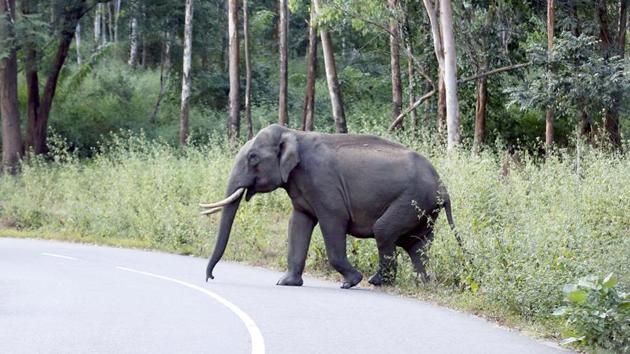 Over the past two months, India has witnessed dramatic instances of human-wildlife conflict, with villagers in Maharashtra and Odisha demanding removal of tigers they suspect to be “man-eaters”.(Representative Image/HT File Photo)