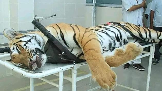 Tigress Avni, who was killed in Maharashtra’s Yavatmal on Friday, is survived by two 10-month old cubs.(AFP file photo)