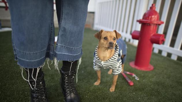 Most residents with pets have plans of staying indoors with their pets to help them tide over the impact of noise pollution.(AP)