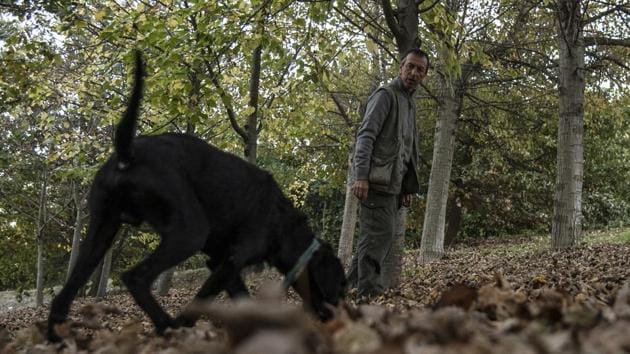 Truffle hunter Giovanni Monchiero searches for truffles with the dog Rocky in the woods in Roddi, northwestern Italy. “Go on Rocky, find it! Good boy!” The labrador wags his tail, happy to have found the hidden treasure as he graduates from Italy’s “truffle dog university”, doing his master proud. (Marco Bertorello / AFP) Truffle hunter Giovanni Monchiero searches for truffles with the dog Rocky in the woods in Roddi, northwestern Italy. “Go on Rocky, find it! Good boy!” The labrador wags his tail, happy to have found the hidden treasure as he graduates from Italy’s “truffle dog university”, doing his master proud. (Marco Bertorello / AFP)