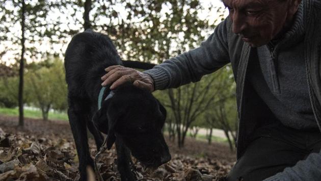 Then the master makes the game a little more complicated by throwing the truffle into long grass, where the dog can’t see it. “That’s when you start giving commands: go on, find it, you’ve found it, well done! You have to always congratulate and reward,” Monchiero said. (Marco Bertorello / AFP) Then the master makes the game a little more complicated by throwing the truffle into long grass, where the dog can’t see it. “That’s when you start giving commands: go on, find it, you’ve found it, well done! You have to always congratulate and reward,” Monchiero said. (Marco Bertorello / AFP)