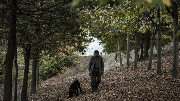 “Once the dog has learned the truffle aroma, the next step is to bury the truffle, not very deep at first.” Graduates then delight in unearthing the knobbly fungi lurking among the roots of oak, linden, willows or poplar trees -- with which they have a symbiotic relationship. (Marco Bertorello / AFP) “Once the dog has learned the truffle aroma, the next step is to bury the truffle, not very deep at first.” Graduates then delight in unearthing the knobbly fungi lurking among the roots of oak, linden, willows or poplar trees -- with which they have a symbiotic relationship. (Marco Bertorello / AFP)