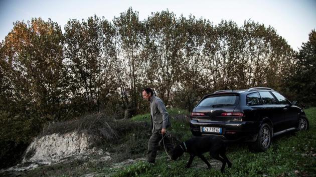 “He manages to set something off in the animal, which becomes crazy for truffles. That’s what all of us truffle-seekers want. The dog must be meticulous, focused, undistracted by the smell of game,” Guaraldo noted. “The animal can smell a truffle from 10, 15, 20 metres away,” Guaraldo said of his graduate dogs. (Marco Bertorello / AFP) “He manages to set something off in the animal, which becomes crazy for truffles. That’s what all of us truffle-seekers want. The dog must be meticulous, focused, undistracted by the smell of game,” Guaraldo noted. “The animal can smell a truffle from 10, 15, 20 metres away,” Guaraldo said of his graduate dogs. (Marco Bertorello / AFP)