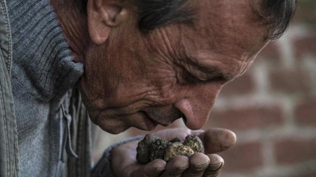 “You just need plenty of patience and to realise that for the dog, it’s a game,” said Monchiero, 55. “We start by getting the dog to play with the truffle. Personally, I use a fresh truffle, but if you don’t have one you can put some truffle-scented oil on a tennis ball. You throw it, the dog has to retrieve it and you reward him with dog biscuits.” (Marco Bertorello / AFP) “You just need plenty of patience and to realise that for the dog, it’s a game,” said Monchiero, 55. “We start by getting the dog to play with the truffle. Personally, I use a fresh truffle, but if you don’t have one you can put some truffle-scented oil on a tennis ball. You throw it, the dog has to retrieve it and you reward him with dog biscuits.” (Marco Bertorello / AFP)